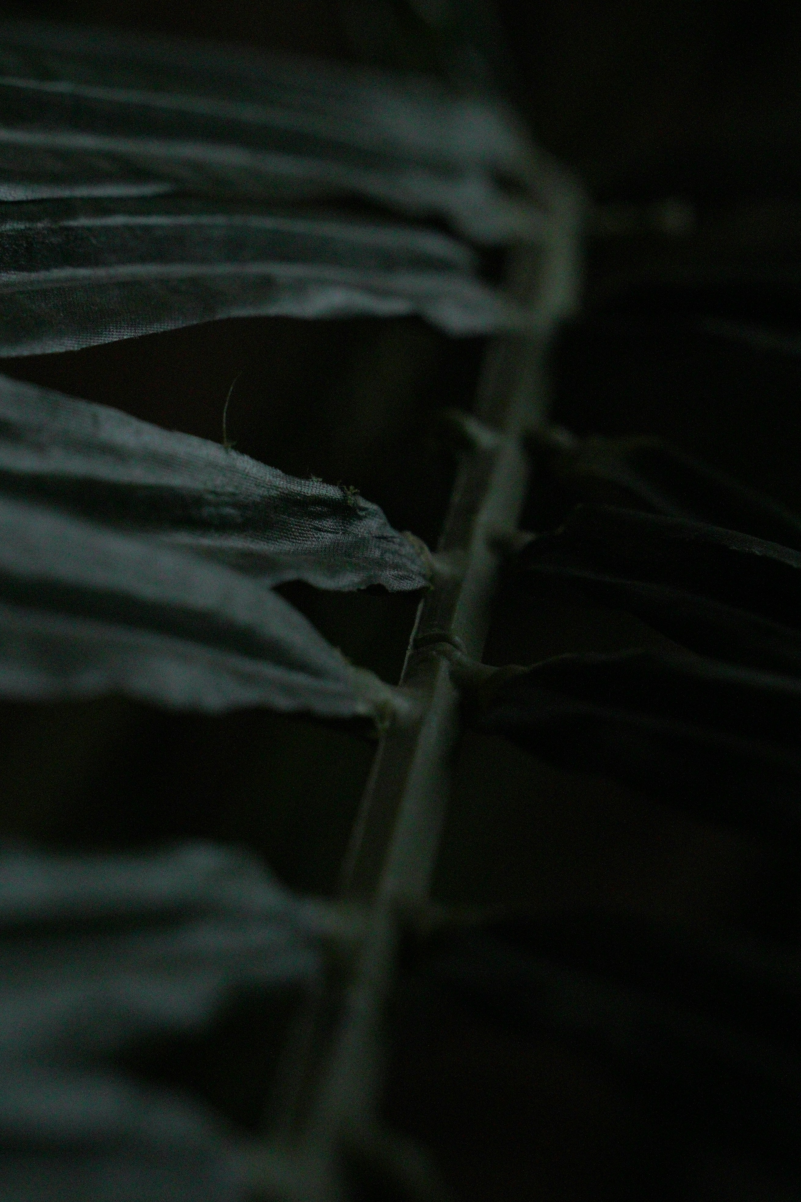 green leaf in close up photography